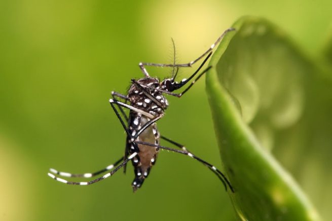 La preocupación en el Cesar por altos casos de dengue