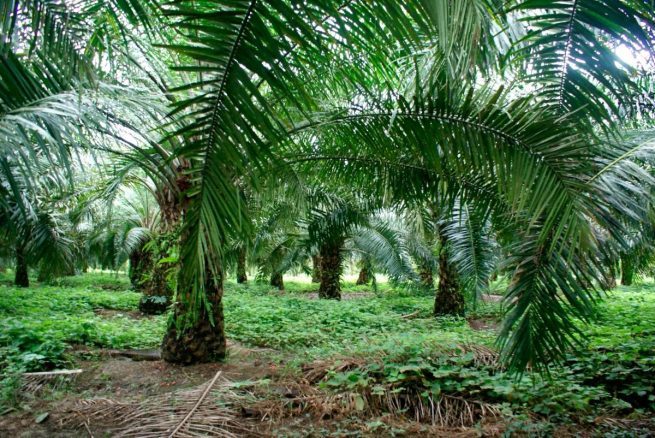 Alerta en el Magdalena y Cesar por aumento de casos de pudrición de cogollo en plantaciones