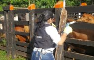 Hasta ahora han vacunado 18,1 millones de bovinos y bufalinos en Colombia