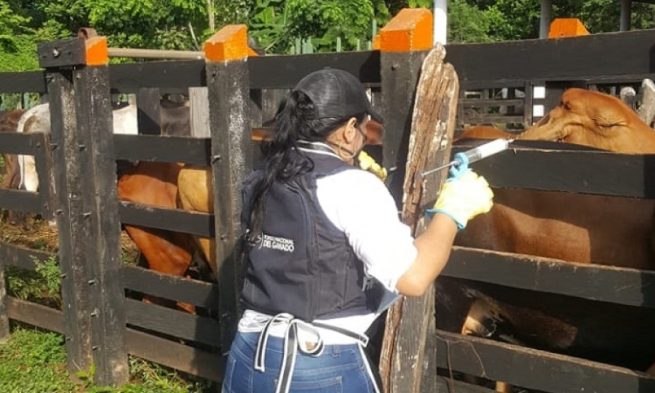 Hasta ahora han vacunado 18,1 millones de bovinos y bufalinos en Colombia