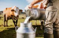 ¿Por qué no es recomendable beber leche de vaca?