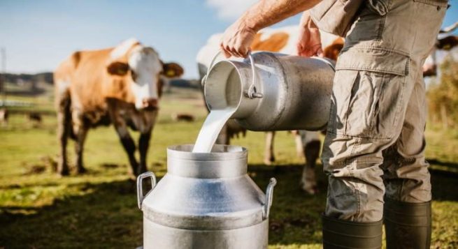 ¿Por qué no es recomendable beber leche de vaca?