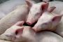 Lista la metodología para la evaluación de bienestar animal en la especie porcina