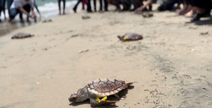En Mayapo, La Guajira, 24 tortugas marinas retornaron a su hábitat natural