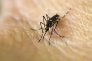 ¡Alerta! 157 casos de dengue confirmados en Valledupar