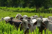 El ICA autorizó dos cuarentenas para exportación de ganado en pie