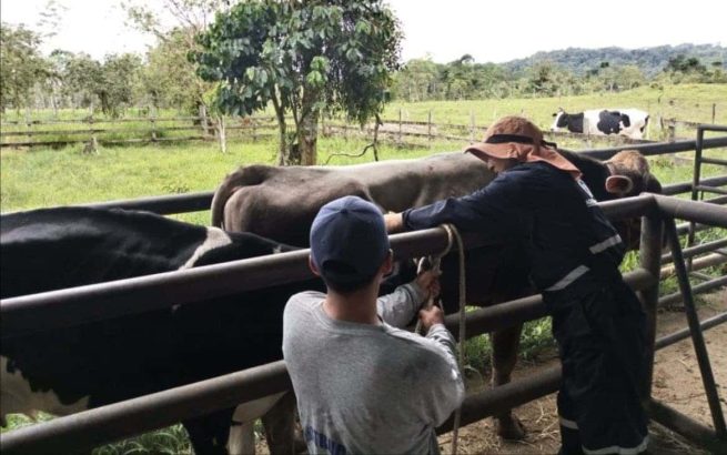 Ampliado primer ciclo de vacunación de fiebre aftosa, brucelosis bovina y rabia de origen silvestre
