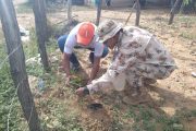 Ejército Nacional y Alcaldía siembran 2200 árboles nativos en Uribia