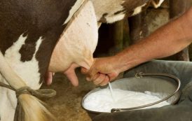Pequeños productores de leche del Cesar recibirán apoyo de Minagricultura