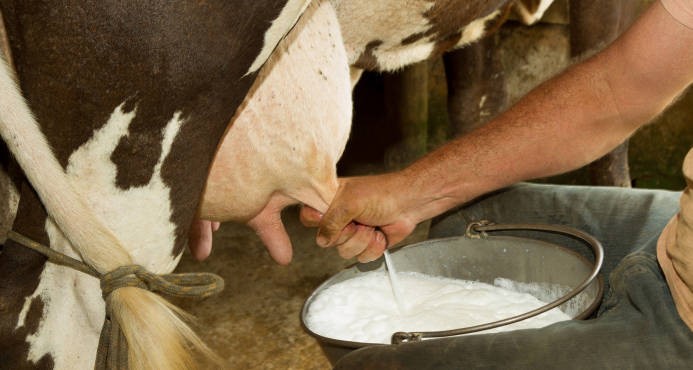 Pequeños productores de leche del Cesar recibirán apoyo de Minagricultura