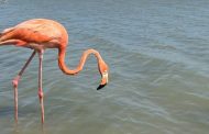Liberan tres flamencos en La Guajira rescatados en Bogotá