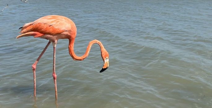 Liberan tres flamencos en La Guajira rescatados en Bogotá