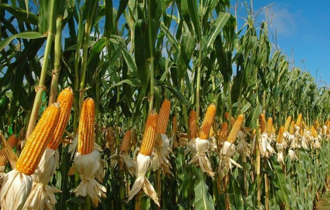 El valor de la innovación para la competitividad del cultivo de maíz en Colombia