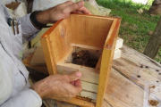 En Montes de Oca, proyecto de apicultura fortalece negocios verdes y conservación de abejas meliponas