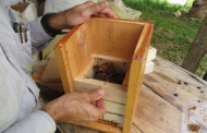En Montes de Oca, proyecto de apicultura fortalece negocios verdes y conservación de abejas meliponas