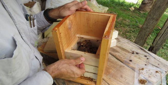 En Montes de Oca, proyecto de apicultura fortalece negocios verdes y conservación de abejas meliponas