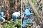 En Cesar, se incrementan las acciones para combatir el moko del plátano