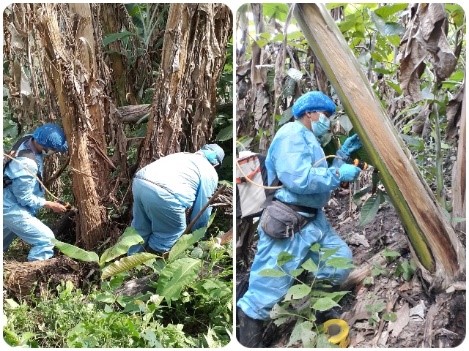 En Cesar, se incrementan las acciones para combatir el moko del plátano