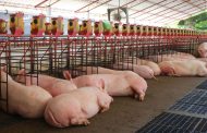 La carne de cerdo colombiana conquista el mercado de Singapur