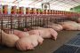 La carne de cerdo colombiana conquista el mercado de Singapur
