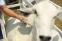 Primer ciclo del 2022 inmunizó contra la fiebre aftosa 29,5 millones de bovinos y bufalinos en el país