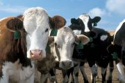 Avanza el proceso para obtener la admisibilidad de carne bovina al mercado indonesio