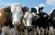 Avanza el proceso para obtener la admisibilidad de carne bovina al mercado indonesio