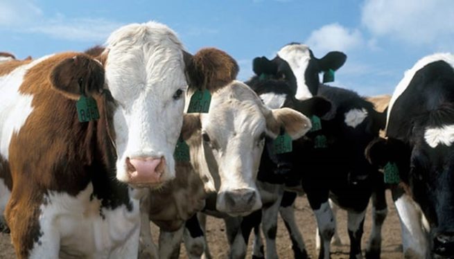 Avanza el proceso para obtener la admisibilidad de carne bovina al mercado indonesio