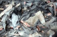 ¿Cuáles son los beneficios del cartílago de tiburón?