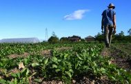 MinAgricultura entregará beneficios económicos a 120.000 pequeños productores
