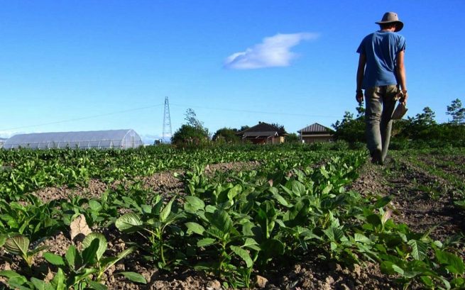 MinAgricultura entregará beneficios económicos a 120.000 pequeños productores