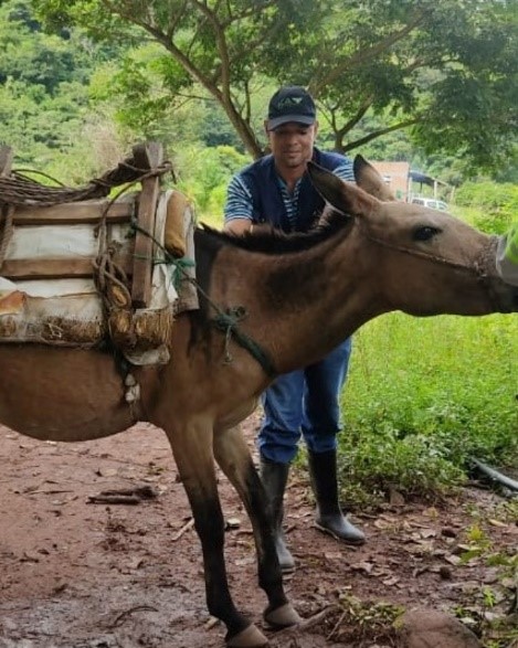 Équidos de La Guajira se protegen contra rabia y encefalitis