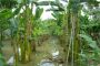 Alivios financieros para productores afectados por ola invernal