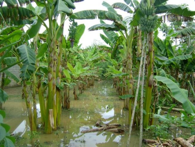 Alivios financieros para productores afectados por ola invernal