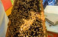 Se fijan los requisitos para registrar los predios apícolas en Colombia