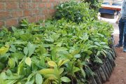 El cacao de La Paz, la alternativa económica de 87 familias campesinas en el Cesar