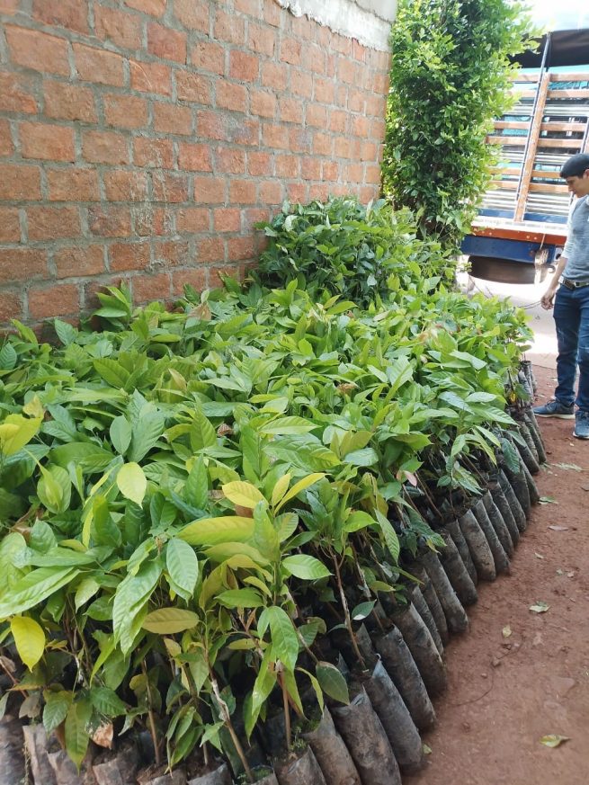 El cacao de La Paz, la alternativa económica de 87 familias campesinas en el Cesar