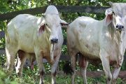 El ICA establece medidas sanitarias para la prevención y control de la brucelosis bovina