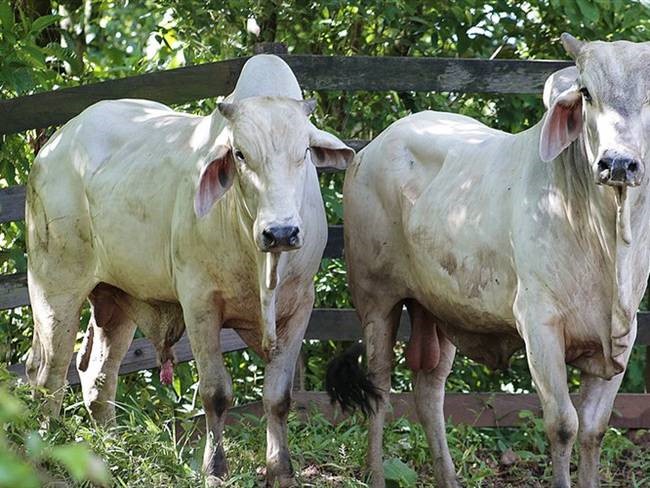 El ICA establece medidas sanitarias para la prevención y control de la brucelosis bovina