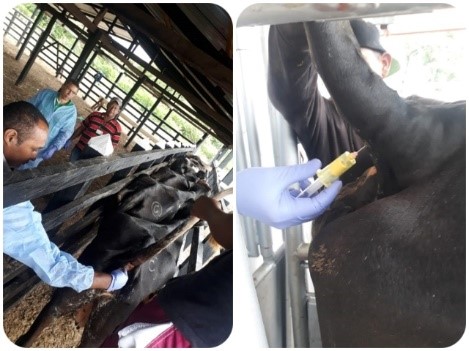 En toma de muestras en predios en proceso de saneamiento por brucelosis, se avanza en La Guajira