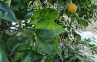 En Cesar, acciones fitosanitarias para hacerle frente al HLB de los cítricos