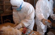 La OMS confirma el segundo caso de gripe aviar en humanos en España