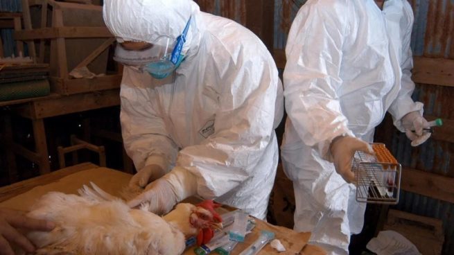 La OMS confirma el segundo caso de gripe aviar en humanos en España