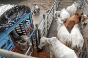 Impuesto a la tierra y freno a exportaciones harían inviable negocio ganadero