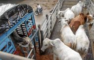 Impuesto a la tierra y freno a exportaciones harían inviable negocio ganadero
