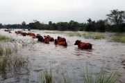 Lluvias dejan afectaciones en la ganadería por más de $ 300.000 millones