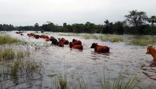 Lluvias dejan afectaciones en la ganadería por más de $ 300.000 millones