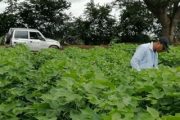 El ICA tiene en la mira las plantaciones de algodón del Cesar