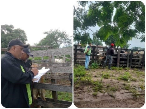 En La Guajira, el ICA supervisa la vacunación contra aftosa