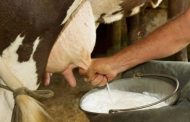 MinAgricultura inició entrega de 2.779 kits de insumos para productores lecheros